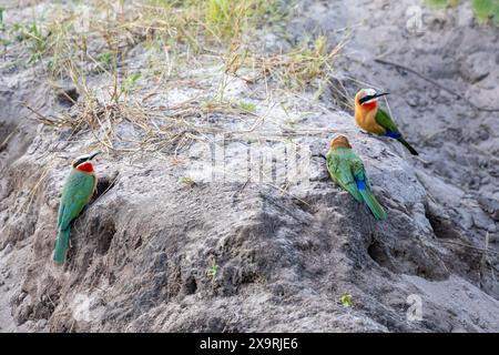 Namibia, Region Zambezia (Caprivi), Popa Falls, Okavango River, Bienenfresser (Merops bullockoides) Stockfoto