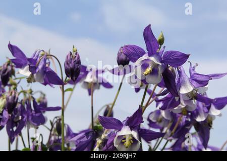 Eine Gruppe wunderschöne lila columbine Blumen Nahaufnahme und ein blauer Himmel im Hintergrund Stockfoto