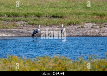 Namibia, Region Zambezia (Caprivi), Nationalpark Khaudum, Wattled Crane (Grus carunculata) in einem Teich Stockfoto