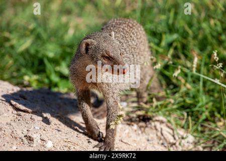 Namibia, Kunene Region, Etosha Nationalpark, Banded Mungos mungo (Mungos mungo) in Namutoni Rastlager Stockfoto