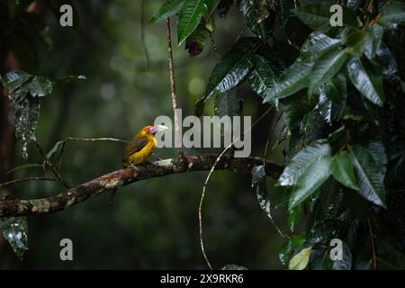 Ein Safrantoucanet (Pteroglossus bailoni) aus dem Atlantischen Regenwald Südobrasiliens Stockfoto