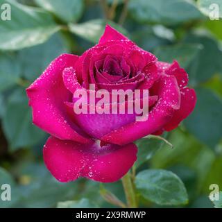 „Stiletto“-Hybrid-Teerose in Blüte. San Jose Municipal Rose Garden, San Jose, Kalifornien, USA. Stockfoto