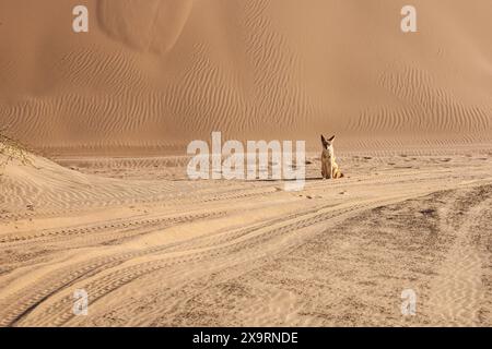 Namibia, Erongo Region, Walvis Bay, Sandwich Harbour, Ein schwarzer Schakal, der uns mit etwas Interesse anstarrt Stockfoto