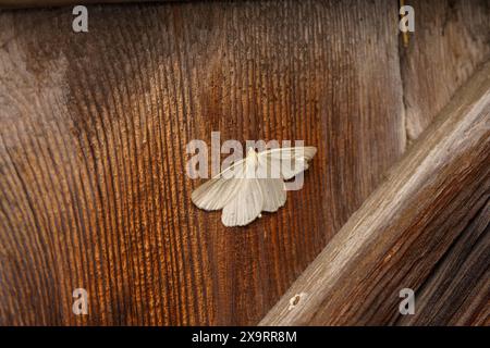 Siona lineata Familie Geometridae Gattung Siona Schwarze Adern Motte wilde Natur Insekten Tapete, Bild, Fotografie Stockfoto