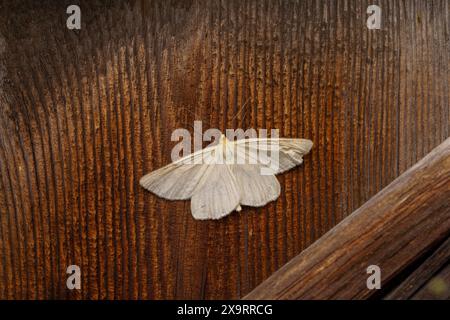 Siona lineata Familie Geometridae Gattung Siona Schwarze Adern Motte wilde Natur Insekten Tapete, Bild, Fotografie Stockfoto