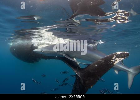 Pelagische Blauhaie suchen auf dem offenen Meer nach Nahrung. Blauhai in der Nähe des Kadavers des Wals. Haie fressen den Kadaver. Meereslebewesen i Stockfoto