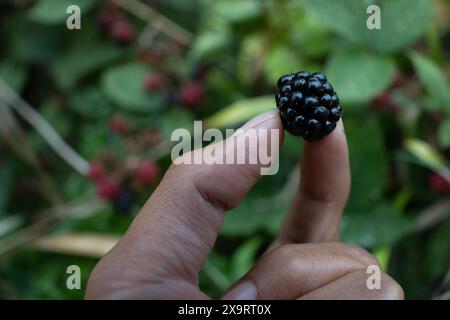 Person mit frisch geerntetem blackberry aus wilden brombeeren. Brombeeren sind reich an Vitamin C und K, sowie Ballaststoffe und Mangan, so sind eine Gesundheit Stockfoto