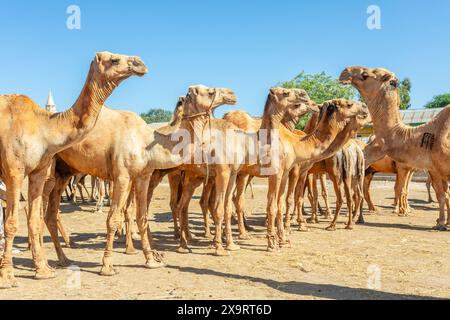 Viele Kamele stehen auf dem Hargeisa Viehmarkt in Somaliland zum Verkauf Stockfoto