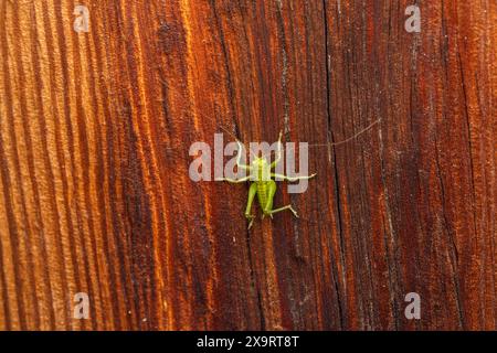 Tettigonia Cantans Familie Tettigoniidae Gattung Tettigonia Hochland grüne Buschgrille wilde Natur Insektenfotografie, Bild, Tapete Stockfoto