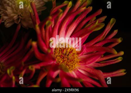 Ungewöhnliche hellrosa Gerbera mit gelbem Kern auf dunklem Hintergrund Stockfoto