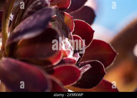 Aeonium arboreum Blume mit grüner Mitte nah oben vor verschwommenem Hintergrund. Stockfoto