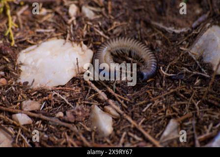 Trockener, zylindrischer Tausendfüßer auf einem braunen, trockenen Lehmboden Stockfoto