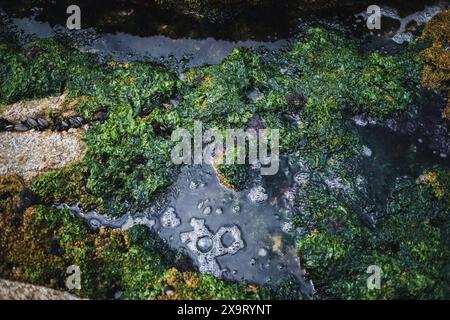 Natürliche Formationen und vielfältige Meeresbodensedimente mit Muscheln und Algen, die während einer Meeresflut sichtbar werden. Stockfoto