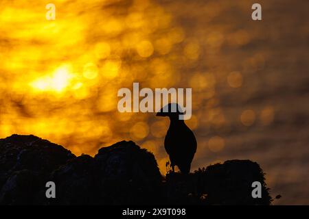 Ein Atlantischer Papageientaucher (Fratercula arctica), der bei Sonnenuntergang auf Skomer, einer Küsteninsel von Pembrokeshire, Wales, Großbritannien, die für ihre Tierwelt berühmt ist, steht vor dem Meer Stockfoto