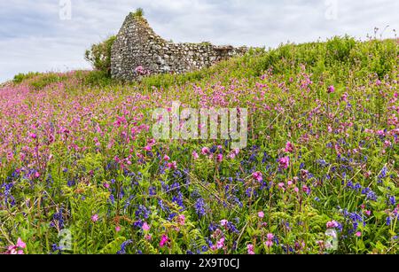 Red campion (Silene dioica) und Blauglocken (Hyacinthoides non-scripta) an Ruinen auf Skomer, einer Küsteninsel von Pembrokeshire, Wales, Großbritannien, berühmt für ihre Tierwelt Stockfoto