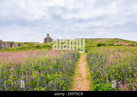 Red campion (Silene dioica) und Blauglocken (Hyacinthoides non-scripta) bei der Farm, Skomer, eine für ihre Tierwelt berühmte Küsteninsel Pembrokeshire in Wales Stockfoto