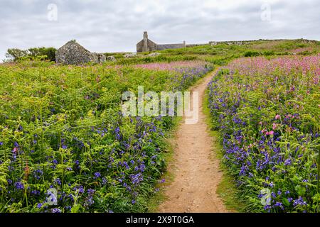 Red campion (Silene dioica) und Blauglocken (Hyacinthoides non-scripta) bei der Farm, Skomer, eine für ihre Tierwelt berühmte Küsteninsel Pembrokeshire in Wales Stockfoto