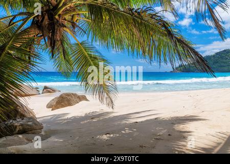 Tropischer weißer Sandstrand mit Kokospalmen und türkisfarbenem Meer. Sommerurlaub und tropisches Strandkonzept. Stockfoto