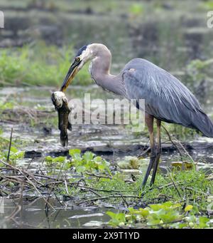 Großer Blaureiher (Ardea herodias) mit gefangenem Wels im Schnabel, Brazos Bend State Park, Texas, USA. Stockfoto