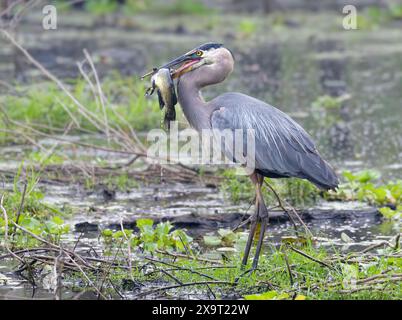 Großer Blaureiher (Ardea herodias) mit gefangenem Wels im Schnabel, Brazos Bend State Park, Texas, USA. Stockfoto