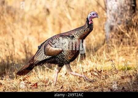 Männliche östliche wilde truthahn (Meleagris gallopavo) in einem Wisconsin-Feld im Herbst, horizontal Stockfoto