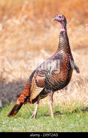 Männliche wilde türkei (Meleagris gallopavo) in einem Wisconsin Feld im Herbst, vertikal Stockfoto