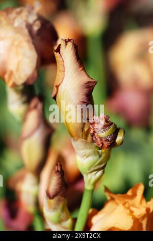 Orange und kupferbärtige Iris Bud „Lovely Señorita“ Stockfoto