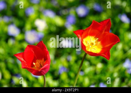 Rote Didiers Tulpenöffnung Stockfoto