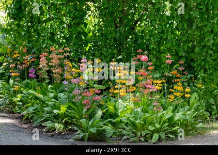 Ansammlung von Stämmen von bunten Kerzenleuchtern, die neben einem Wasserstrom wachsen, im Wisley Garden, Woking, Surrey, Großbritannien. Stockfoto