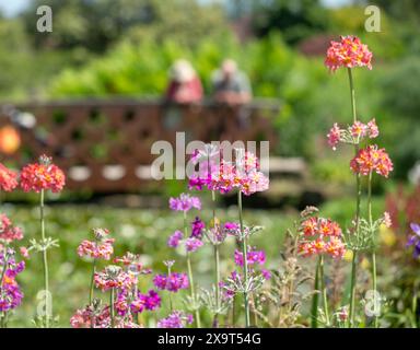 Ansammlung von Stämmen von bunten Kerzenleuchtern, die neben einem Wasserstrom wachsen, im Wisley Garden, Woking, Surrey, Großbritannien. Stockfoto