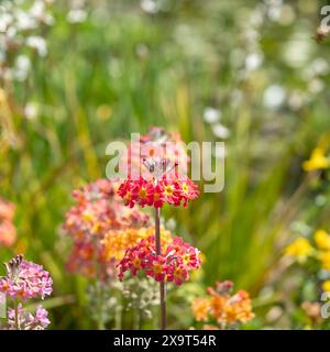 Ansammlung von Stämmen von bunten Kerzenleuchtern, die neben einem Wasserstrom wachsen, im Wisley Garden, Woking, Surrey, Großbritannien. Stockfoto