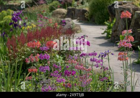 Ansammlung von Stämmen von bunten Kerzenleuchtern, die neben einem Wasserstrom wachsen, im Wisley Garden, Woking, Surrey, Großbritannien. Stockfoto