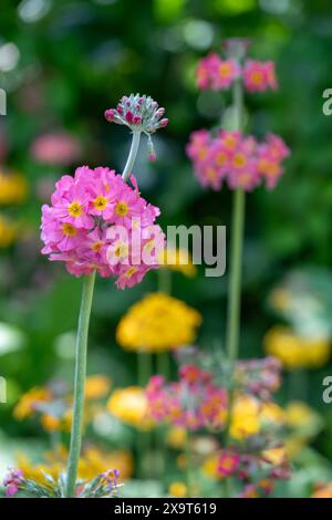 Ansammlung von Stämmen von bunten Kerzenleuchtern, die neben einem Wasserstrom wachsen, im Wisley Garden, Woking, Surrey, Großbritannien. Stockfoto