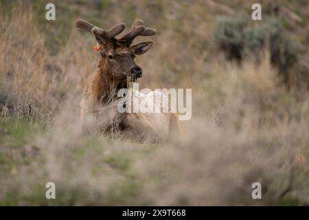 Bullenelche wachsen im Frühjahr im Yellowstone-Nationalpark. Dieser Bullenelch hat ein Ohrschild. Stockfoto