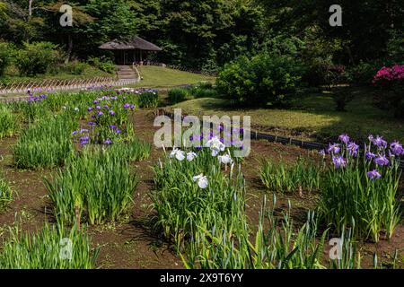 Meiji Jingu Inner Garden oder Meiji Gyoen existierten lange vor dem Meiji-Schrein selbst. Das Highlight des Gartens ist der Irisgarten, der in voller Blüte ist Stockfoto