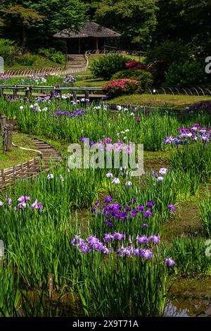 Meiji Jingu Inner Garden oder Meiji Gyoen existierten lange vor dem Meiji-Schrein selbst. Das Highlight des Gartens ist der Irisgarten, der in voller Blüte ist Stockfoto