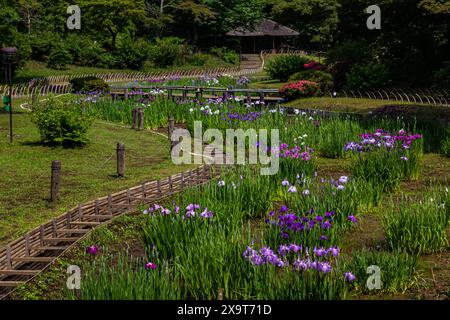 Meiji Jingu Inner Garden oder Meiji Gyoen existierten lange vor dem Meiji-Schrein selbst. Das Highlight des Gartens ist der Irisgarten, der in voller Blüte ist Stockfoto