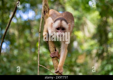 Affe im Amazonas-Dschungel, der in die Kamera schaut Stockfoto