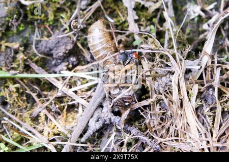 Die 17-jährige Zikada Brood XIII. Entstand im Vorort Deerfield, Illinois. Eine Exsuviiae-Schale einer kürzlich entstandenen Cicada-Nymphe, die geschmolzen ist und tu Stockfoto