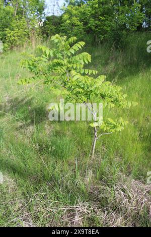 Kleiner schwarzer Walnussbaum auf einem Feld im Frühjahr in Morton Grove, Illinois Stockfoto