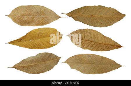 Trockenes Blatt oder abgestorbenes Blatt isoliert auf weißem Grund Stockfoto