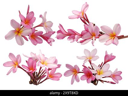 Set aus wunderschönen Frangipani- oder Plumeria-Blüten isoliert auf weißem Hintergrund Stockfoto