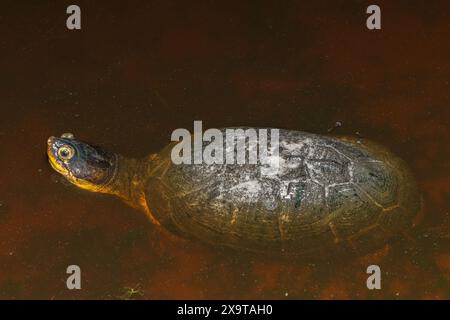 Eine süße Sumpfschildkröte (Pelomedusa subrufa), auch bekannt als die afrikanische Helmschildkröte, die Krokodilschildkröte oder die afrikanische Seitenhals-Schildkröte Stockfoto