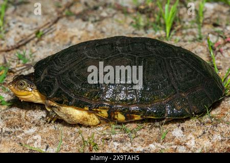 Eine süße Sumpfschildkröte (Pelomedusa subrufa), auch bekannt als die afrikanische Helmschildkröte, die Krokodilschildkröte oder die afrikanische Seitenhals-Schildkröte Stockfoto