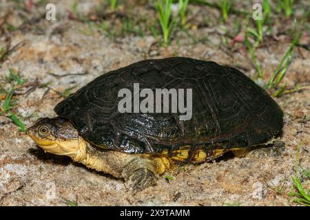 Eine süße Sumpfschildkröte (Pelomedusa subrufa), auch bekannt als die afrikanische Helmschildkröte, die Krokodilschildkröte oder die afrikanische Seitenhals-Schildkröte Stockfoto