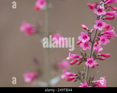 Parry’s Penstemon Pink Wildblumen in Arizona Stockfoto