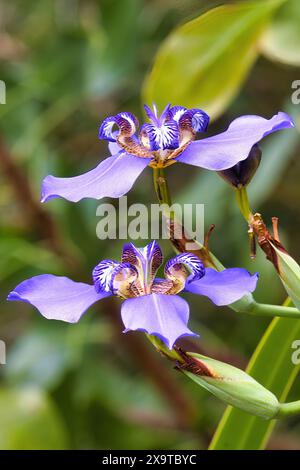 Zwei lila Iris wachsen nahe an. Stockfoto