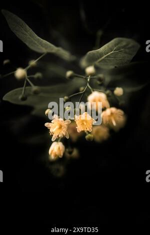 Eine Ansammlung geöffneter Blumen und Blütenknospen auf einer amerikanischen redmond-Linde. Gedämpfte Gelb- und Grüntöne vor schwarzem Hintergrund Stockfoto