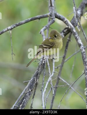 WESTERN oder Pacific Slope Flycatcher Stockfoto