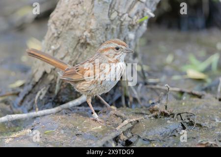 Ein Banded Song Sparrow in Arizona Stockfoto